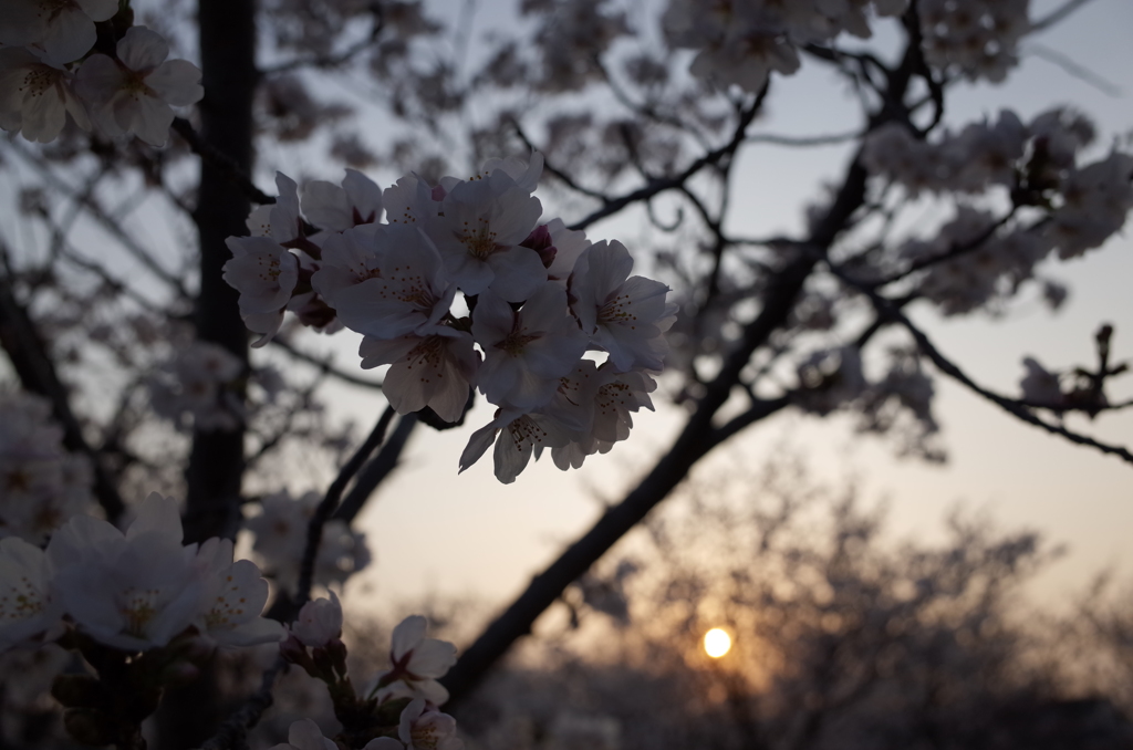 夕日と桜