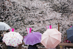 桜花と傘の花