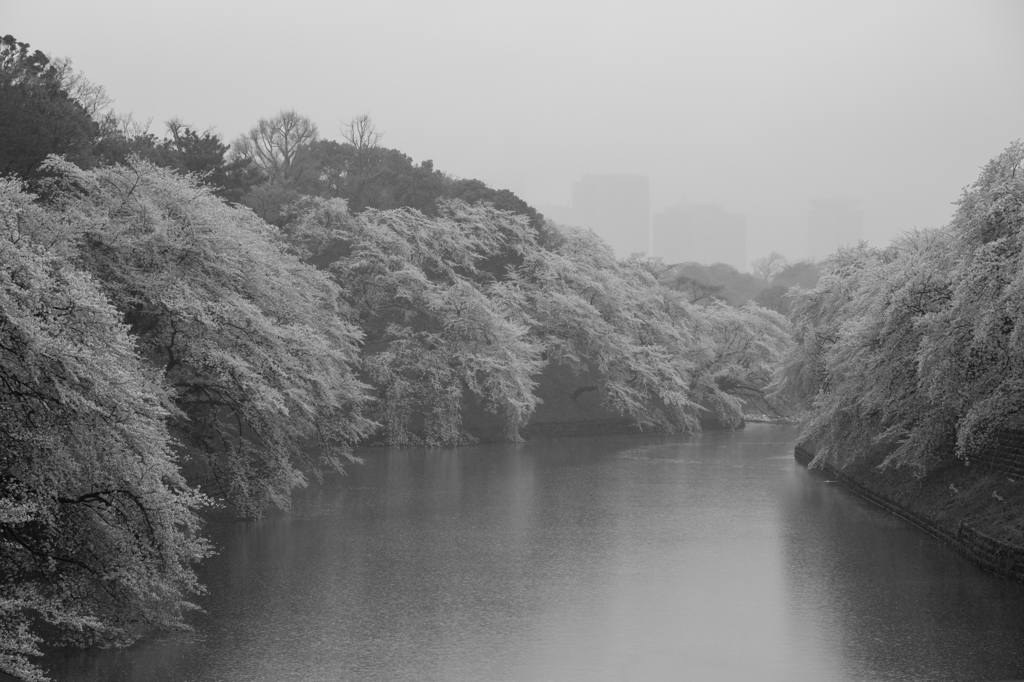 雨に煙る