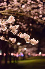 忠元公園　夜の桜
