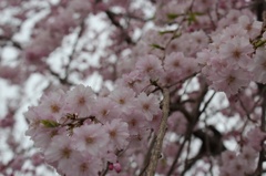 武蔵村山の春