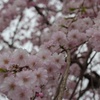 武蔵村山の春