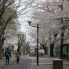 桜の香り