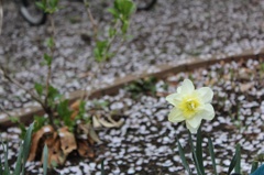 一輪の花