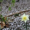 一輪の花