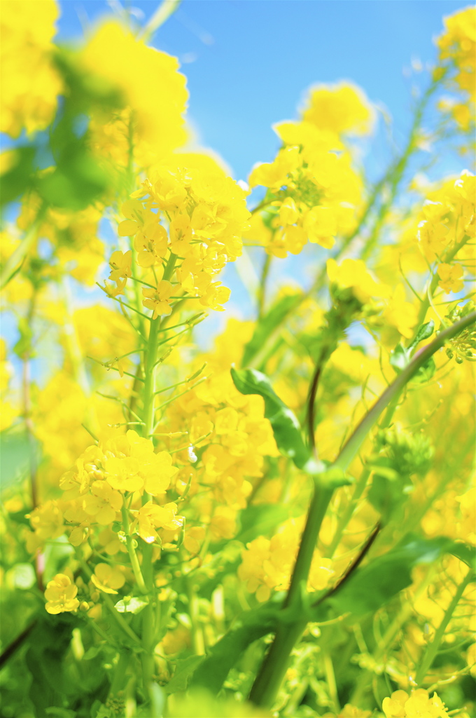 菜の花