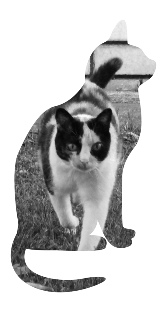 猫と猫