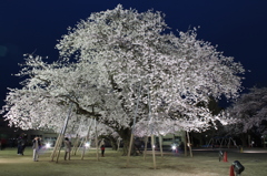 土浦真鍋小学校の桜