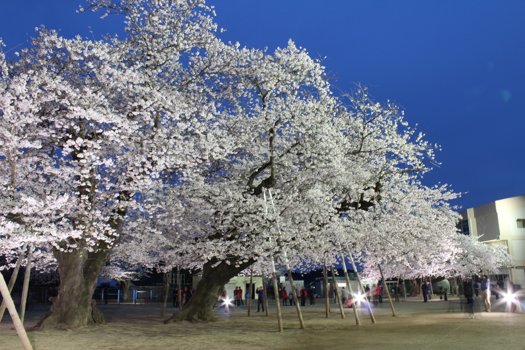 土浦真鍋小学校の桜