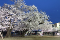 土浦真鍋小学校の桜