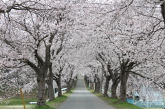 土浦市内の桜