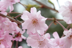 土浦亀城公園の桜