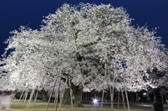 土浦真鍋小学校の桜