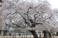土浦真鍋小学校の桜