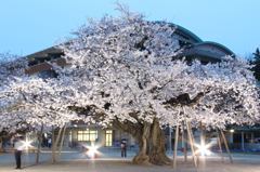 土浦真鍋小学校の桜