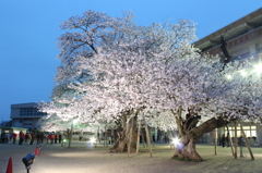 土浦真鍋小学校の桜