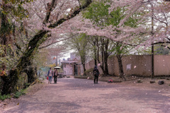 桜雪