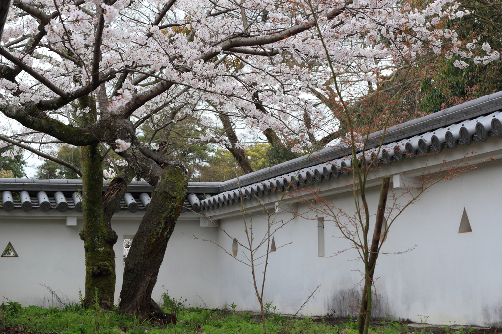 玖島城の桜