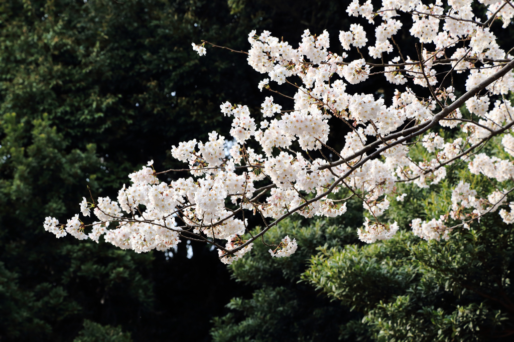 大村公園　満開