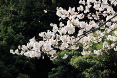 大村公園　満開