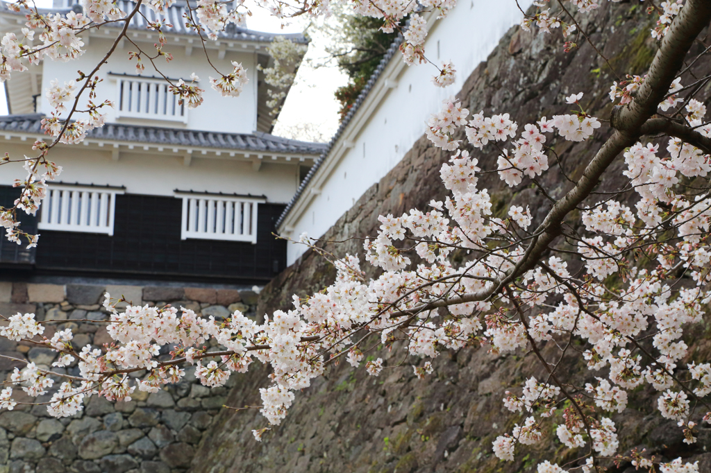 板敷櫓と桜