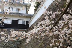 板敷櫓と桜