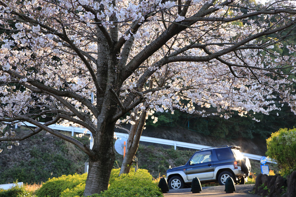 夕刻の桜