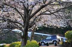 夕刻の桜