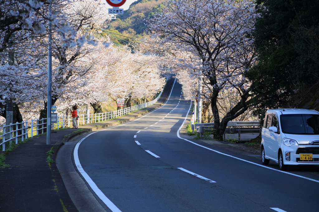 大草の桜並木