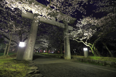 夜の花見