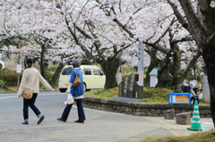 お花見スナップ