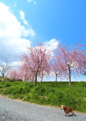 春の散歩道