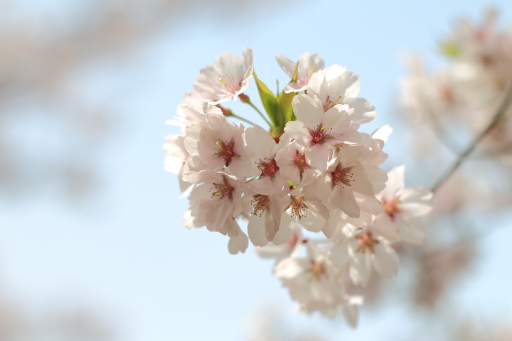 高遠の桜