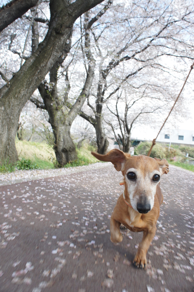 走る犬