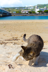 奥武島の猫