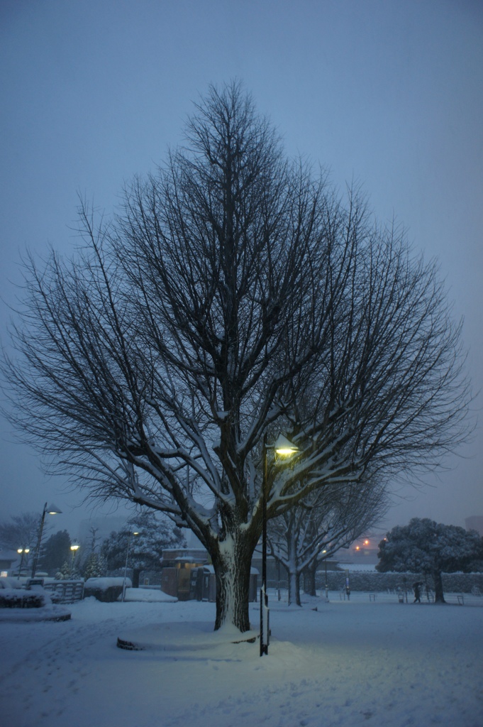 雪の上野