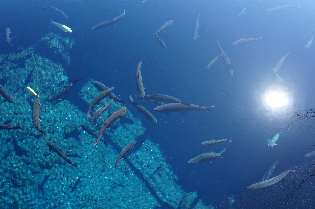 忍野八海