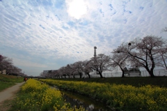 空と桜と菜の花と