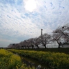 空と桜と菜の花と