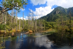 岳沢湿原