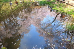 池に映った景色　1