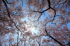 青空と桜