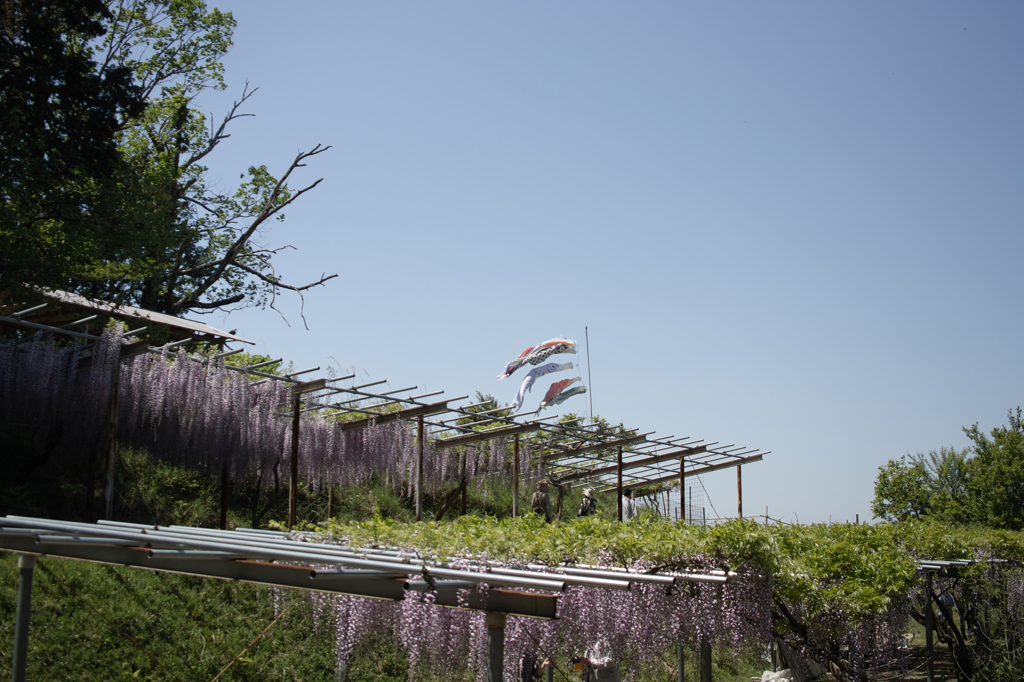SDIM8560