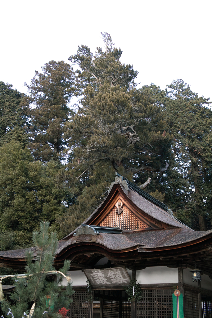 SDIM1555