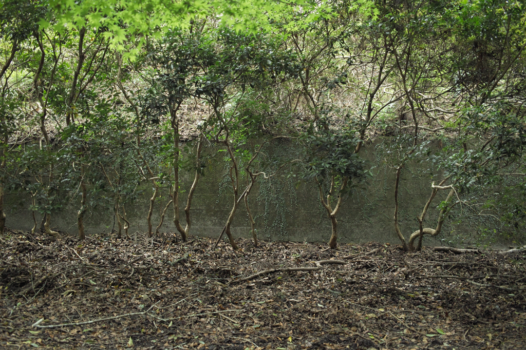 SDIM2141
