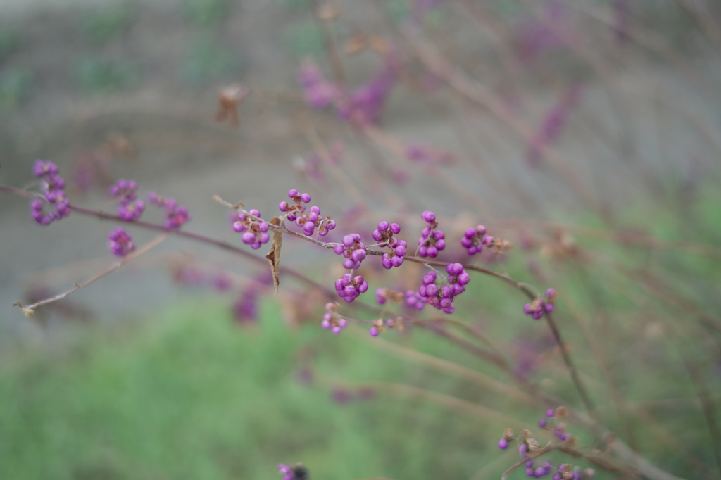ムラサキシキブ