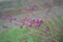 ムラサキシキブ