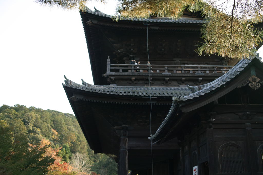 羽虫