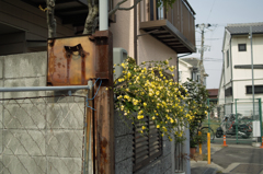 SDIM5562