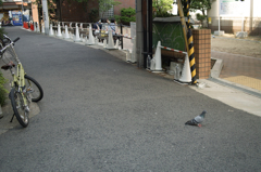 SDIM8586